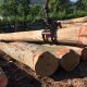 GrunERG - Beech Logs