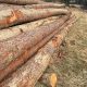 GrunERG - Beech & Pine Logs